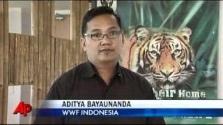Raw Video: Cameras Capture Rare Tigers screenshot 5