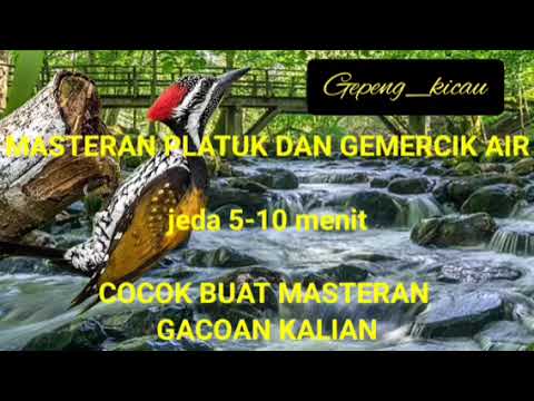 masteran pelatuk bawang dan terapi air- jeda 5-10 menit cocok buat masteran gacoan anda!!!