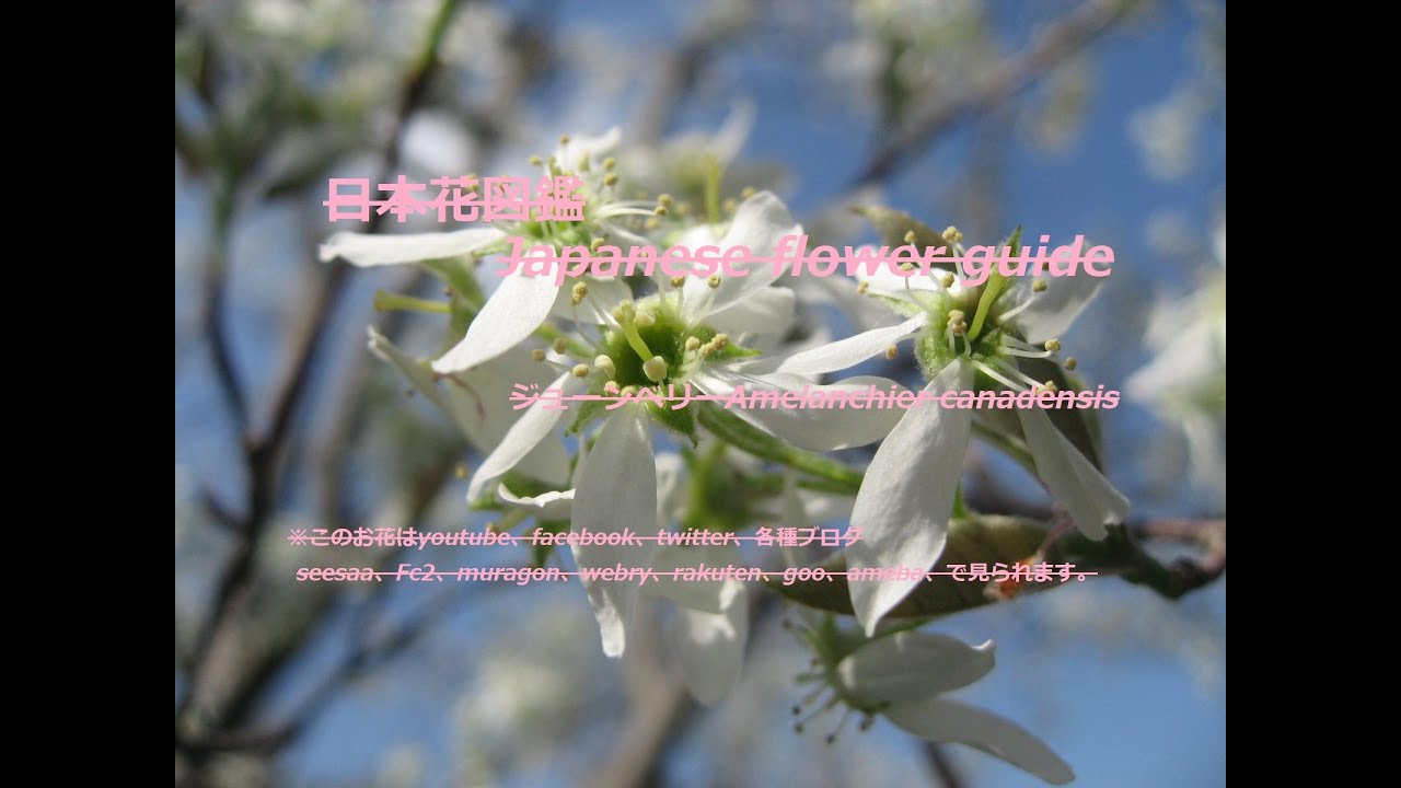 青空に花霞 Flower Haze In The Blue Sky ジューンベリーamelanchier Canadensis 季節の花 日本 花図鑑 J Flower Guide Youtube