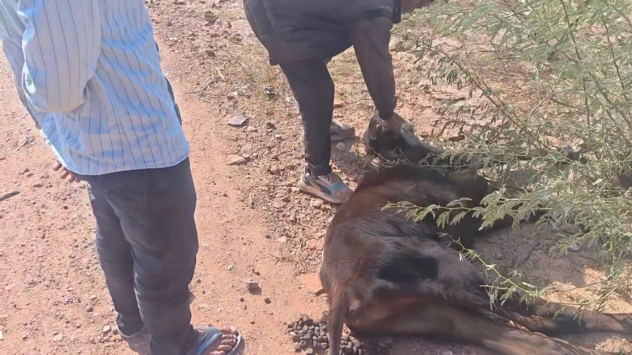 जानवरघायल gay Ghayal