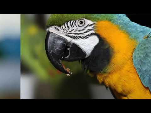 سعر الببغاء وأنواعه المتاحة في مصر 2024 اخر تحديث