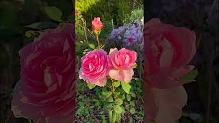 Captivating Beauty Of Beautiful Roses |#Beautiful #Flowers #Rose #Shots