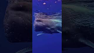Sperm Whale checking out divers with echolocation #shorts #wildlife #subscribe Wealth