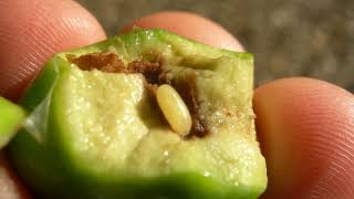 Mouche De Lolive Sa Vie Son Œuvre Biologie De La Mouche