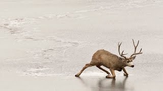 Deer Trapped on Ice - The Song by Animal Songs 117,675 views 10 years ago 2 minutes, 23 seconds