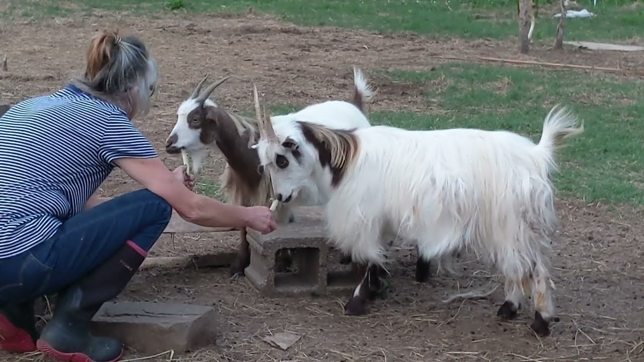 Sprout Scout and Greenhouse Mail