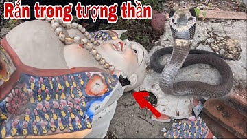 Cuộc Gọi Khẩn Cấp Của Người Dân Phát Hiện Rắn Hổ Mang Chui Vào Bức Tượng Thần Tài Trong Miếu Hoang