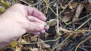Soybean Farming | Beans Mature and Cover Crops Emerge | Field Tracker 2020 Episode 4