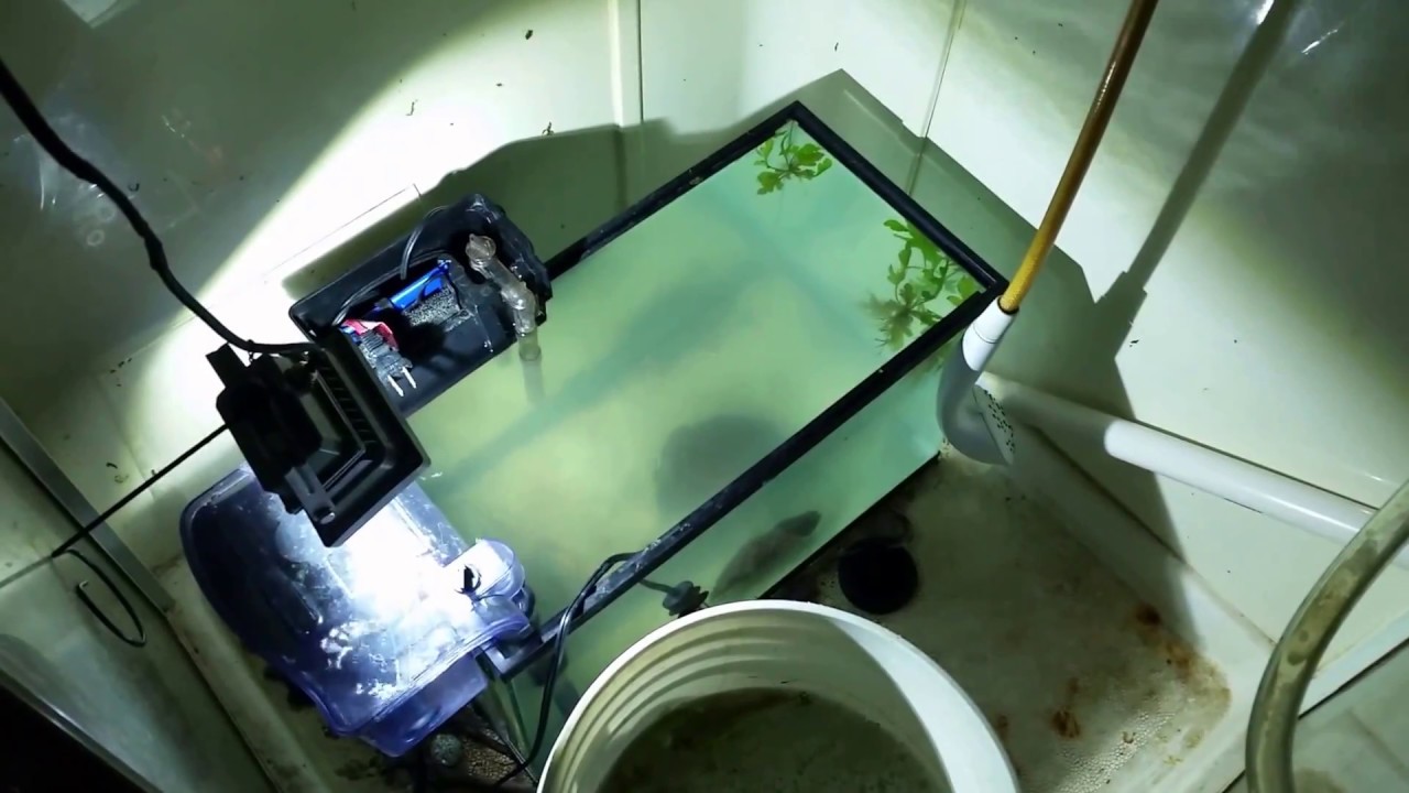 My Quarantine Tank Is Almost Fully Cycled YouTube