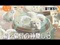 千と千尋の神隠しを猫で実写化③
