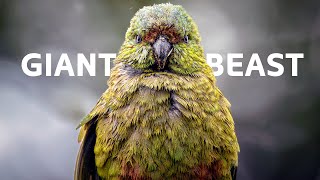 Meet The Modern-Day Dinosaurs Of Ancient Australasia