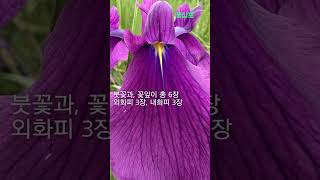 #shorts #꽃창포 #아이리스#Iris #붓꽃#창포 와 비교