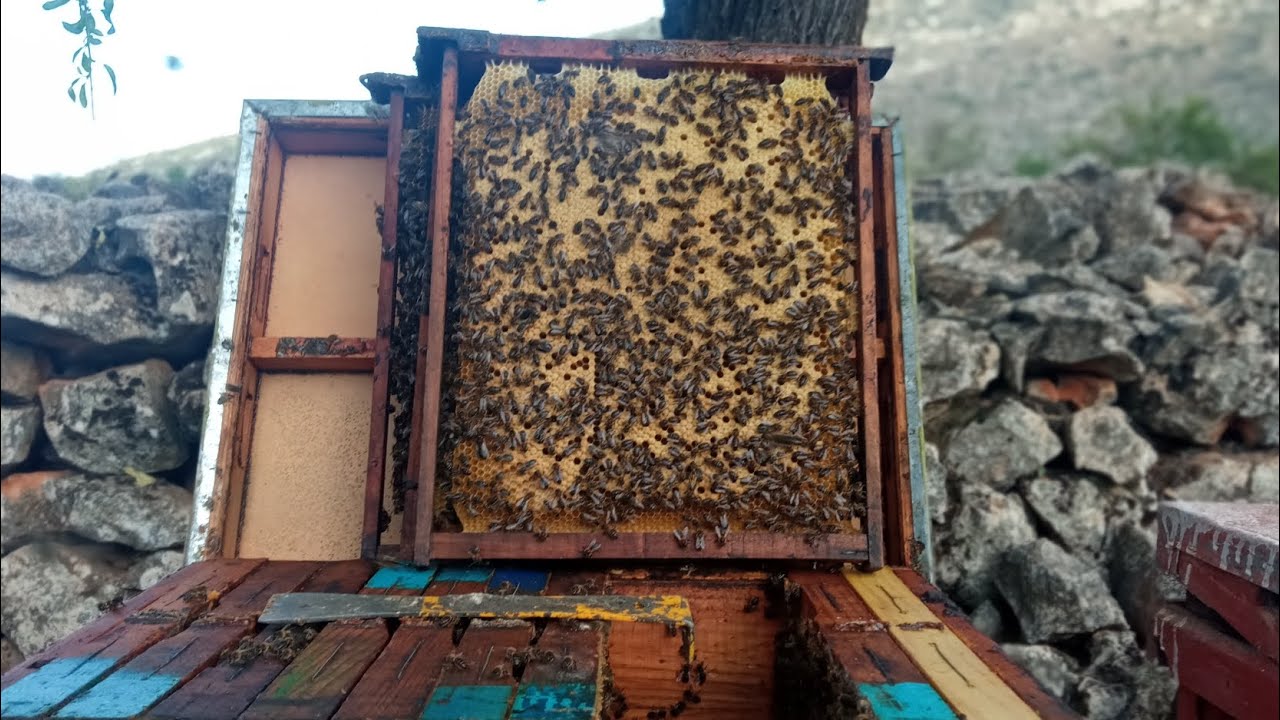 خلايا مكتضة كيف نتعامل معها صيفا كي لا تطرد و نجني عسل  بكثرة  تابع معنا انها اخرالنفضات الحسونية