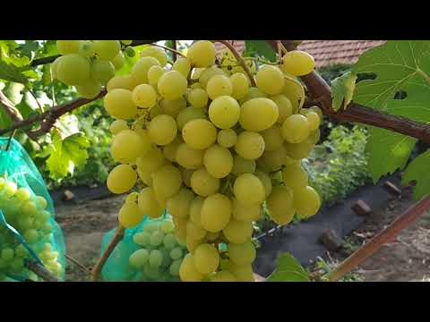 виноград, парижские тайны, плодовые морозостойкие, кишмиш - Экзотик Флора - Товар на картинке можно купить.