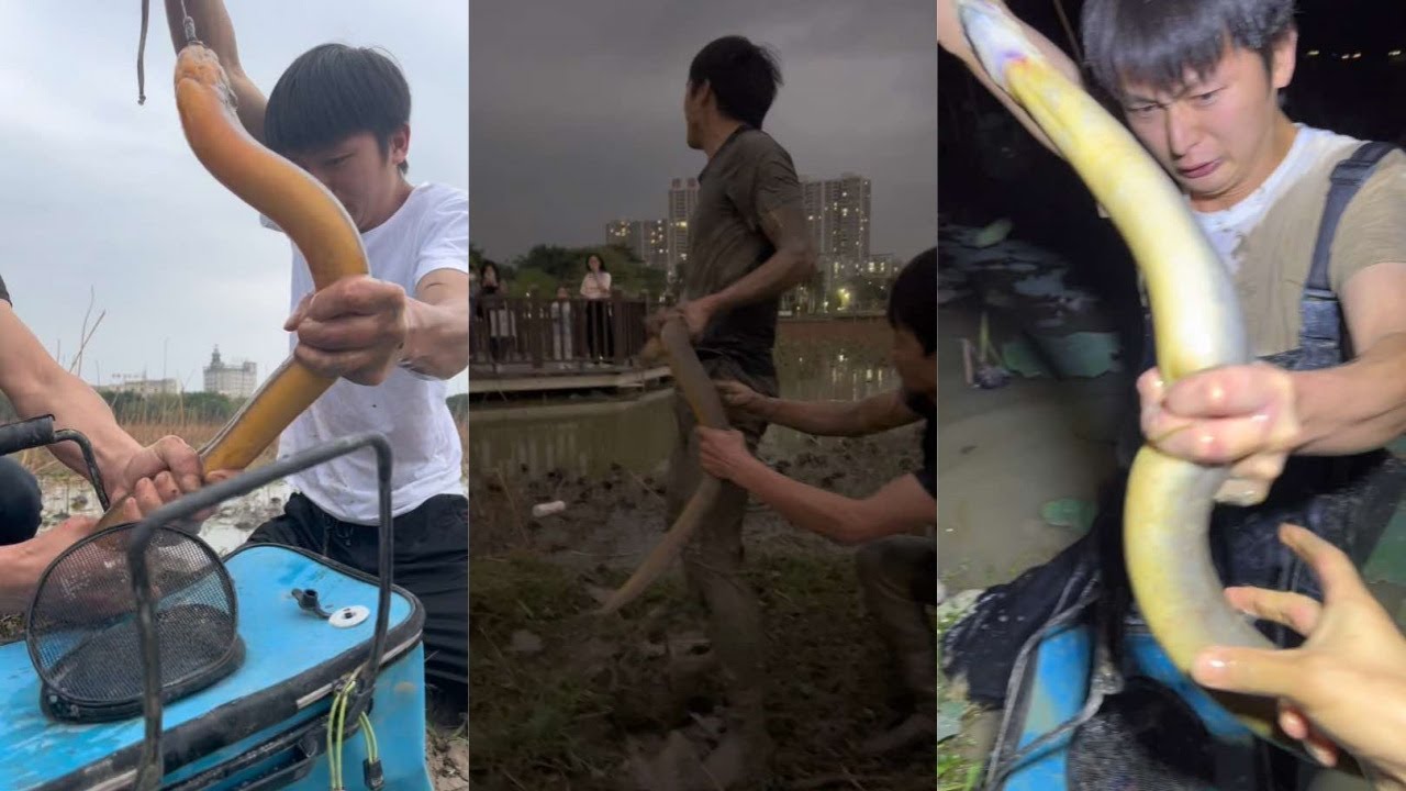水猴子在清朝时期的公园成功抓获巨型的黄鳝，好是生猛实在是太刺激了！