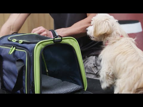 Video: Nájdite najlepších nosičov pre svojho psa