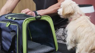 How to Get Your Dog Accustomed to a Travel Carrier screenshot 1