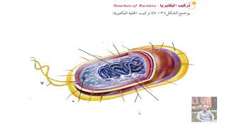 مملكة البدائيات أحياء الصف الحادي عشر 2020