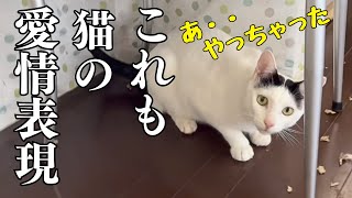 猫が飼い主を大好きすぎるとこうなります【悲報】