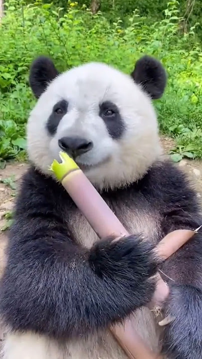 why Panda eat bamboo🤔#shorts#facts #trending