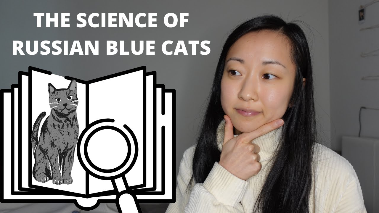 Russian Blue Cat Traits What SCIENCE Says YouTube