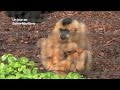Ref:iu0Dk6b_77E Un nouveau gibbon au parc de cl�res