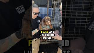 16 Dogs Rescued from Horrific Neglect at Abandoned Property in Van Zandt County #fortworth #crime