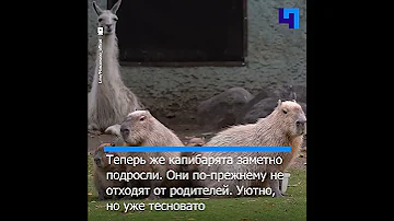 В Московском зоопарке (с трудом) запечатлели счастливое семейство капибар