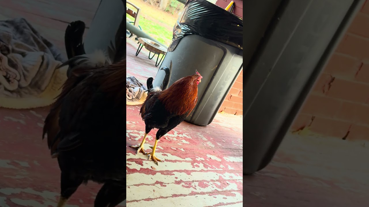 Ernie Shells spirit animal comes for an unwanted visit. 🐓