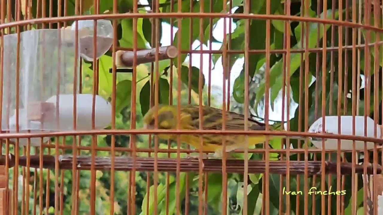 Black throat finch x Raza canary ~ 黑喉燕配拉札金絲雀...🐦🐥🐣🥰