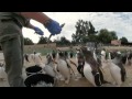 Feeding time at the penguins - 360 video at RZSS Edinburgh Zoo