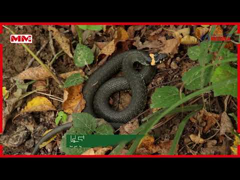 Halista Abeesada Iyo Dhulka Xeebaha Ah