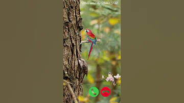 Bird LooP New Ringtone 2022 
