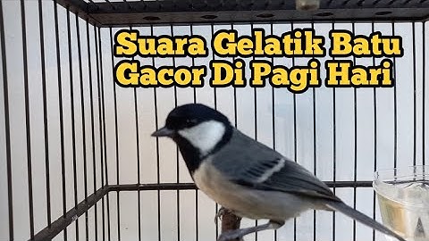 Suara Gelatik Batu Gacor Di Pagi Hari