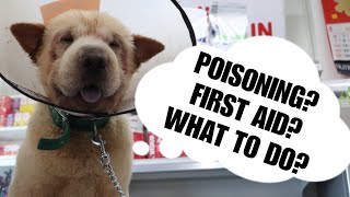 'WHAT FOODS AND SUBSTANCES ARE TOXIC TO YOUR DOGS?' In cases of poisoning, What are you supposed to