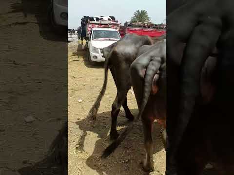 سوق المواشي بدمنهور اسعار الجاموسة الوالدة والحلاب