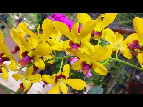 Video: Anggrek phalaenopsis kuning. Anggrek kuning: artinya