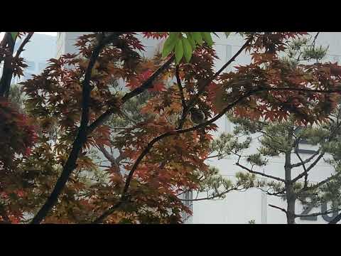 엄마도 예쁘다!(feat. 엄마 딱새)