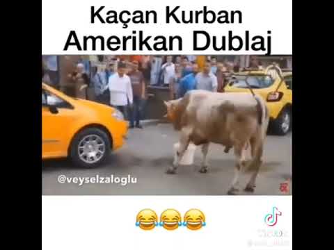 Kaçan Kurban Amerikan Dublaj