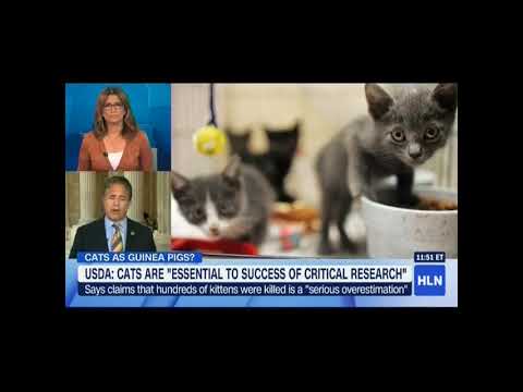 rep.-bishop-calls-for-review-of-deadly-usda-experiments-on-kittens
