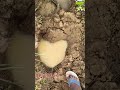 ହାତୀପଲ ଆସି ଧାନ ଫସଲ ନଷ୍ଟ କରିଛନ୍ତି #odiachasi #agriculture #farming #shorts