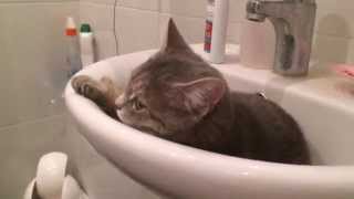 Mishka the Cat. Funny moments | Мишка. Смешная кошка Mishka the Cat. Funny moments | Мишка. Смешная кошка