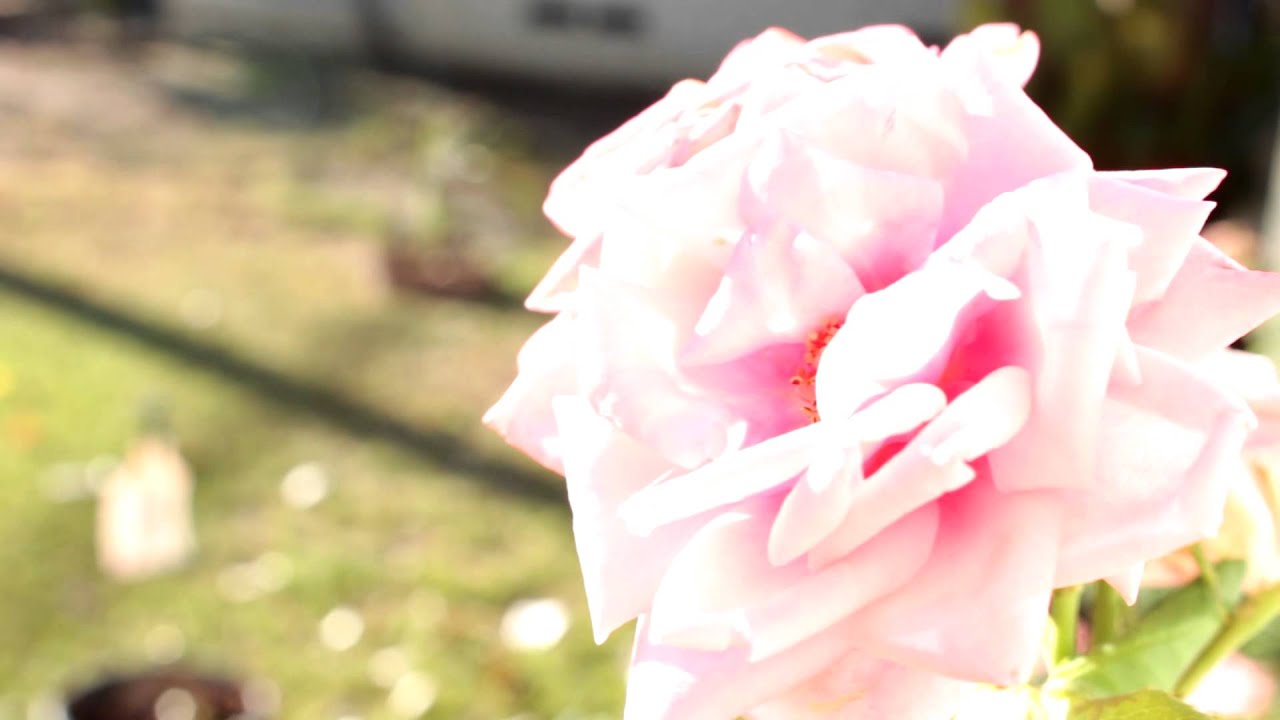 Canon Rebel T5i Video Test