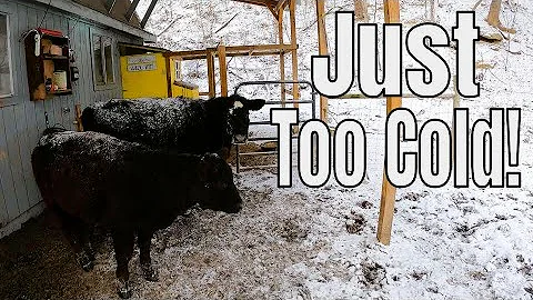 Everything is Frozen!!! - Do This to Keep Your Troughs Thawed! - Below Zero Homestead Update