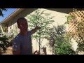 Moringa Tree Backyard Garden Forest