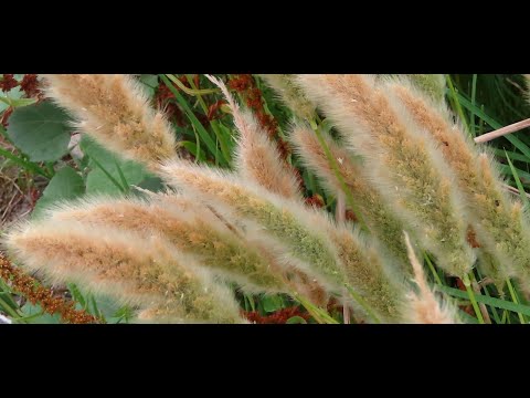 Polypogon monspeliesis Greece