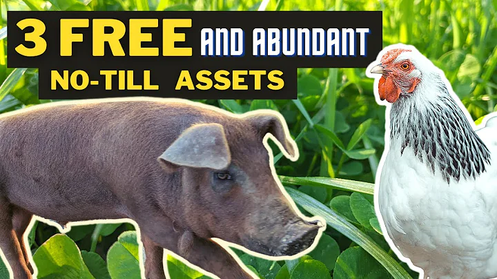 Pigs, Clover, and Hens Give Me Free No-Till Spring Garden Prep