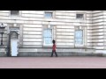Buckingham Palace Guard slips