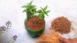Grow plants faster using coco peat | How to use coco peat for gardening