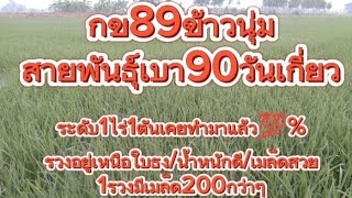 กข89ข้าวนุ่อายุเก็บเกี่ยวที่90วัน/เมล็ดสวยรวงอยู่เหนือใบธง#ชาวนา #กข89